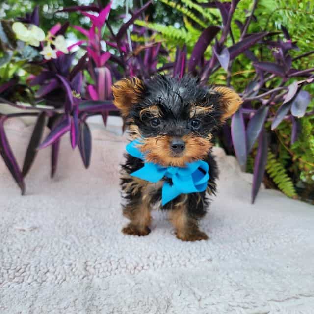 Tiny Teacup Tim - Yorkshire Terrier Male
