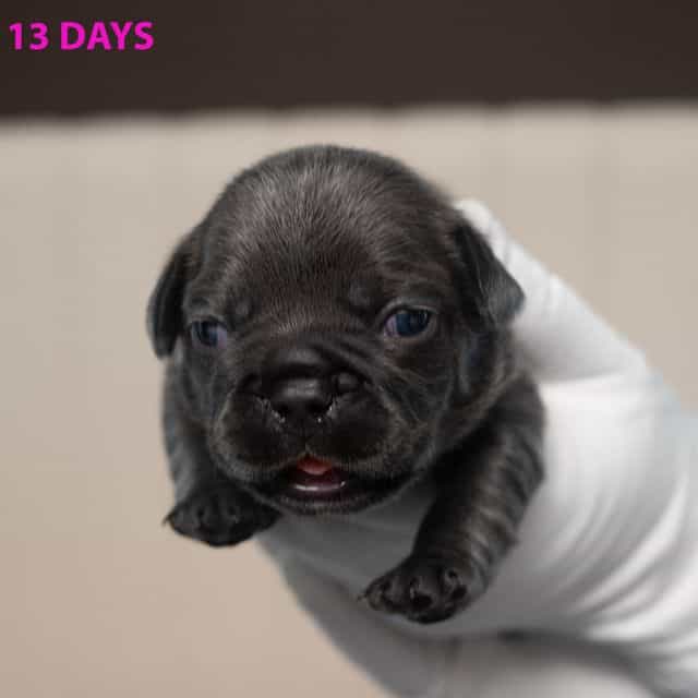 Pink - French Bulldog Female