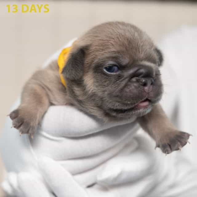 Yellow - French Bulldog Female
