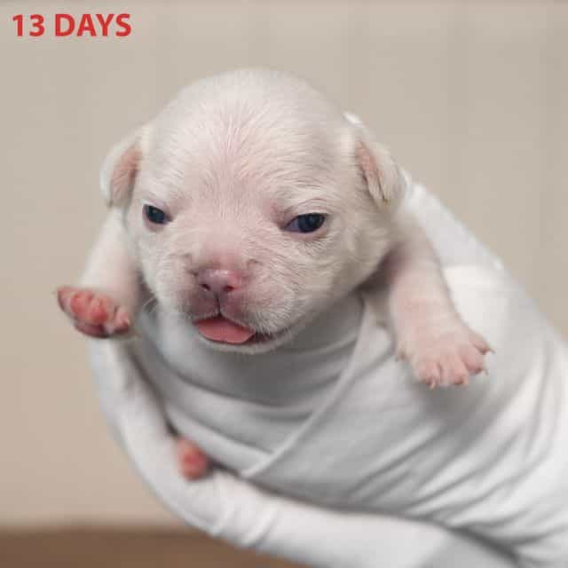 Red - French Bulldog Male