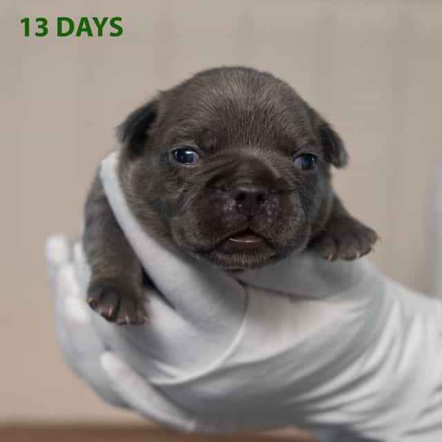 Green - French Bulldog Male