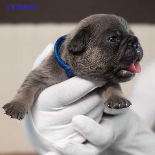 Blue - French Bulldog Male