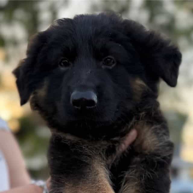 Dago - German Shepherd Dog Male
