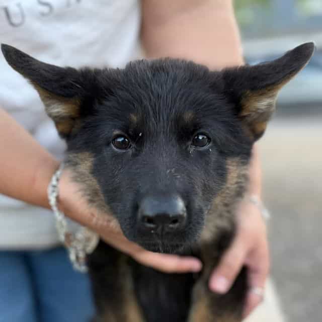 Rocket - German Shepherd Dog Male