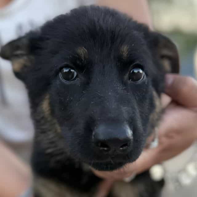 Cleo - German Shepherd Dog Female