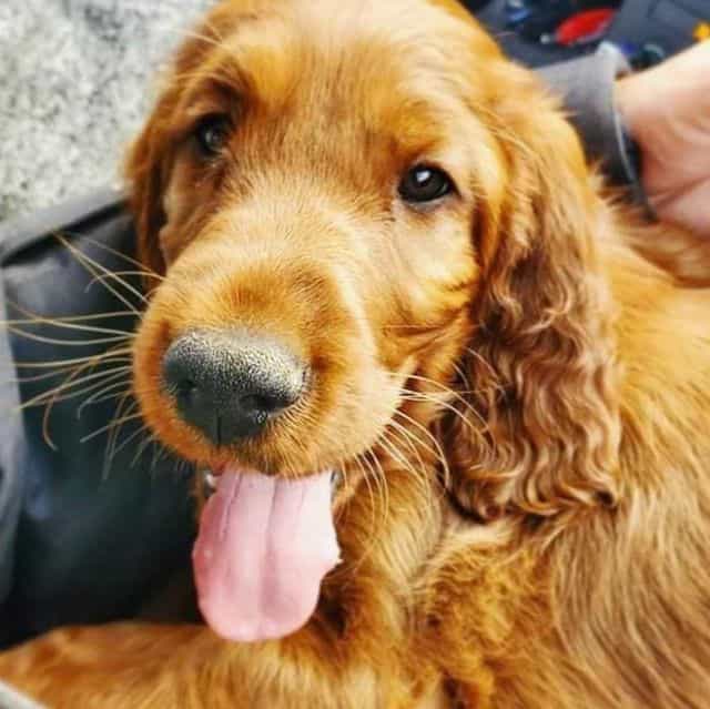 Bravo - Irish Setter Male