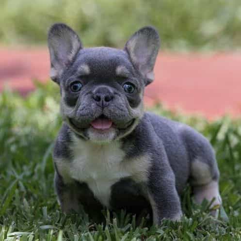 LULU - French Bulldog Female