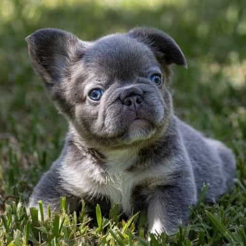 Teddy - French Bulldog Male