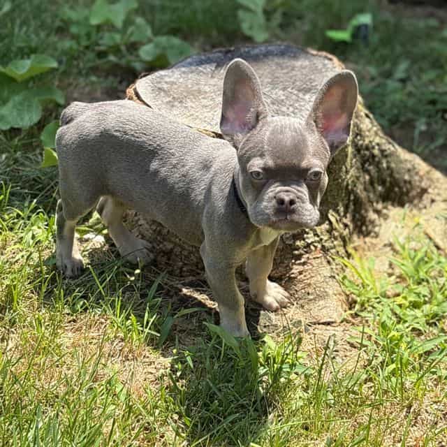 Larry - French Bulldog Male