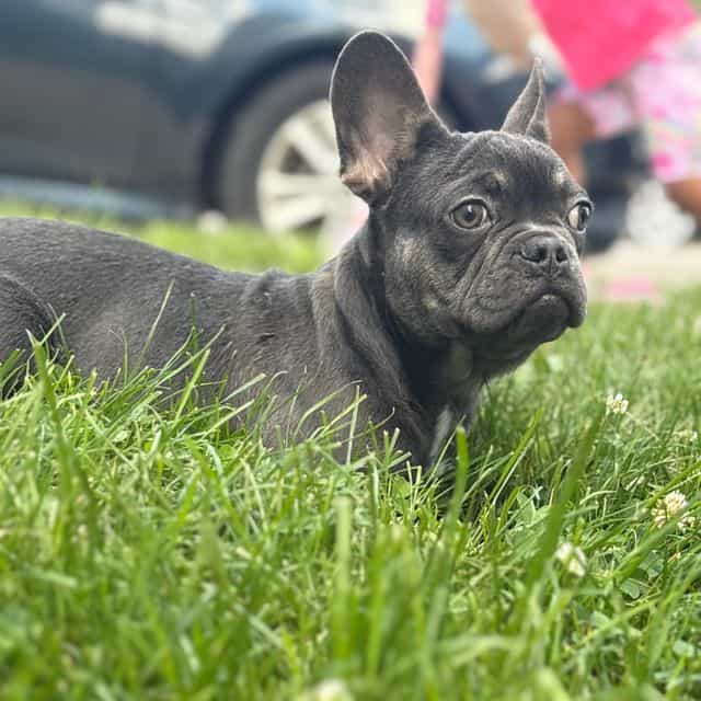 Bluey - French Bulldog Male