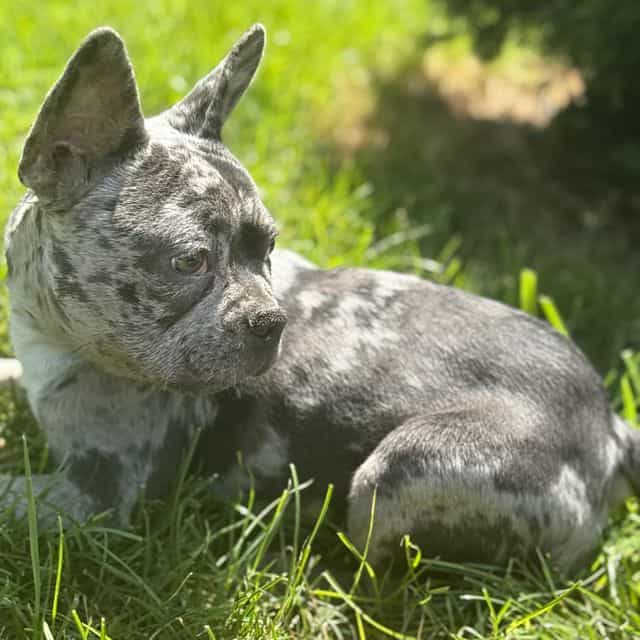 Fanci - French Bulldog Female