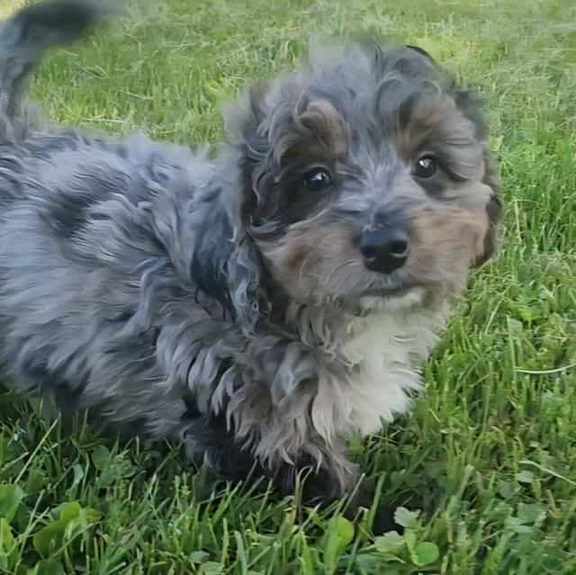 Mini f1b Pretze - Bernedoodle Female