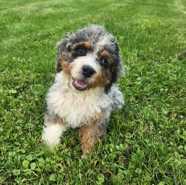 Wade - Bernedoodle Male