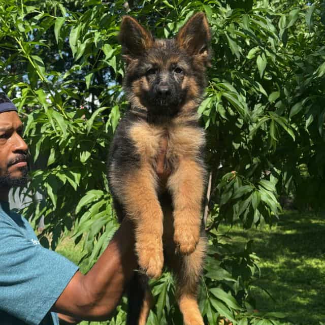 Zina Vom Ariala - German Shepherd Dog Female