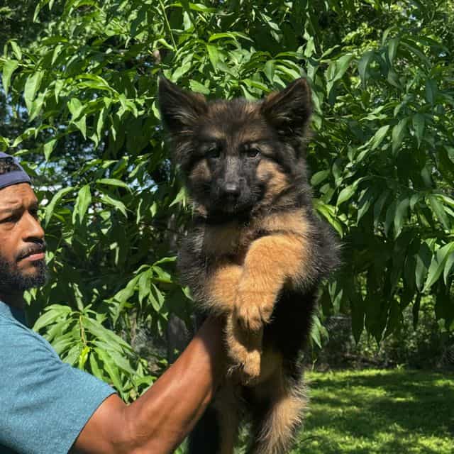Zoi vom Arialan - German Shepherd Dog Female