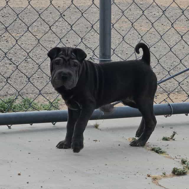 Bonnie - Miniature Shar-Pei Female