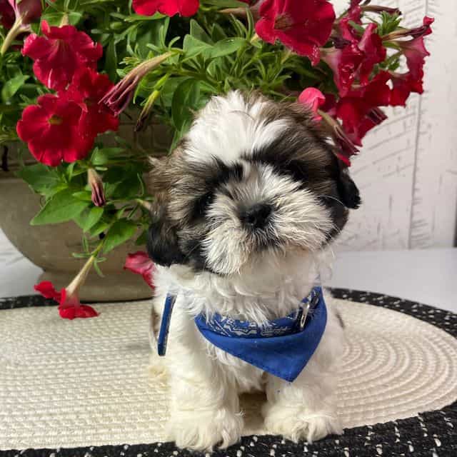 Freddy - Shih Tzu Male