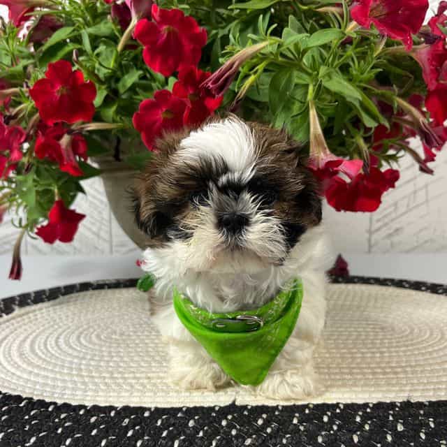Rudy - Shih Tzu Male
