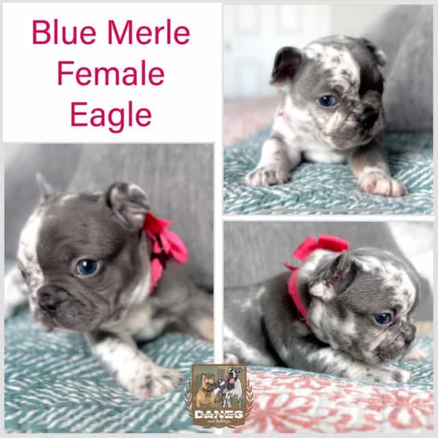Eagle Blue Merl - French Bulldog Female