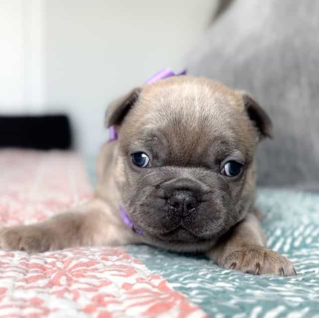 Peacock Blue Fa - French Bulldog Female