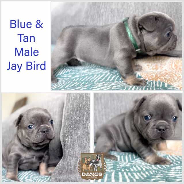 Jay Bird Blue & - French Bulldog Male