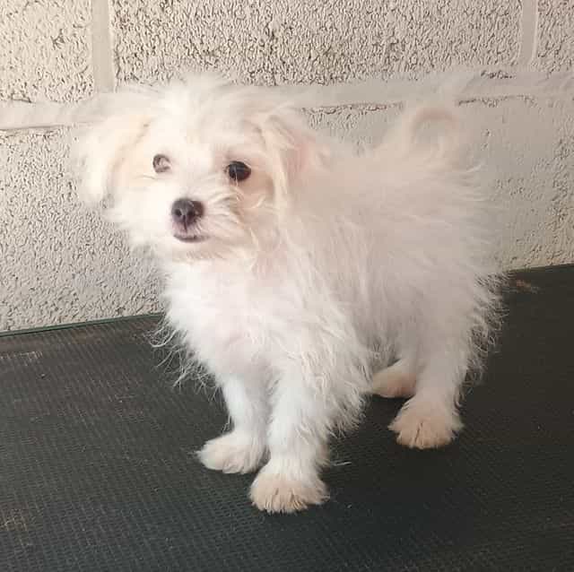 Leah - Maltese Female
