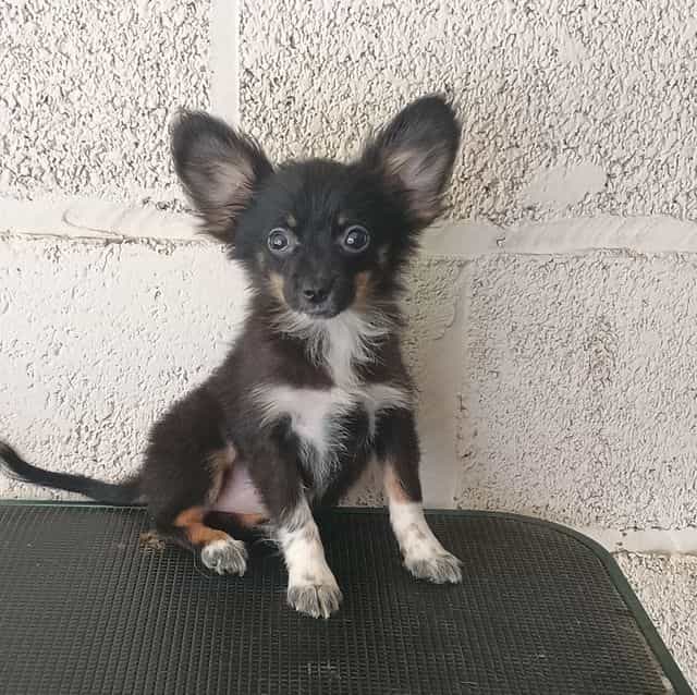 Llyod - Pomchi Male