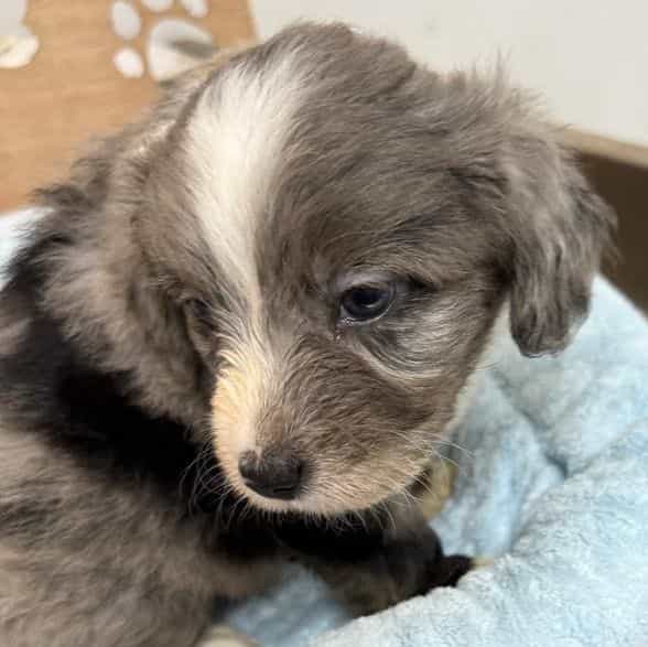 Leo - Aussiedoodle Male
