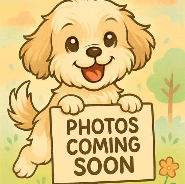 Daphne - Shih Tzu Female