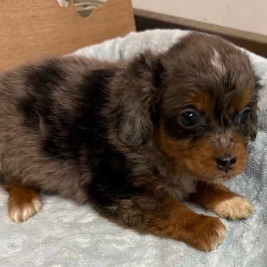 Landon - Aussiedoodle Male