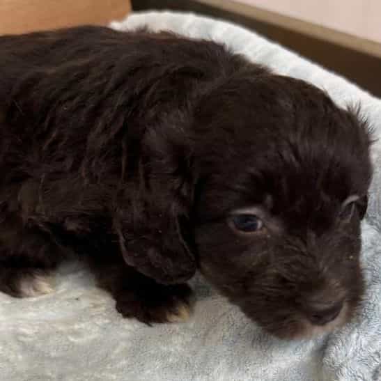 Lex - Aussiedoodle Male