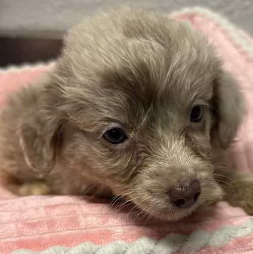 Lena - Aussiedoodle Female