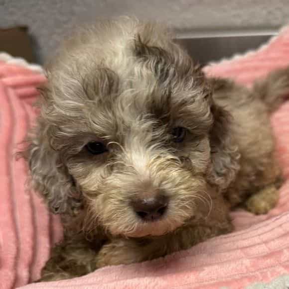 Lara - Aussiedoodle Female