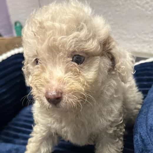 Lincoln - Aussiedoodle Male