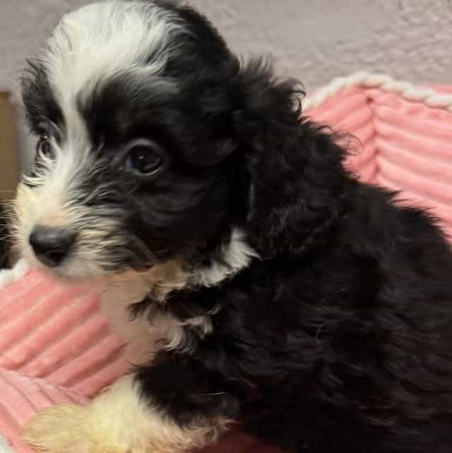 Lexi - Aussiedoodle Female
