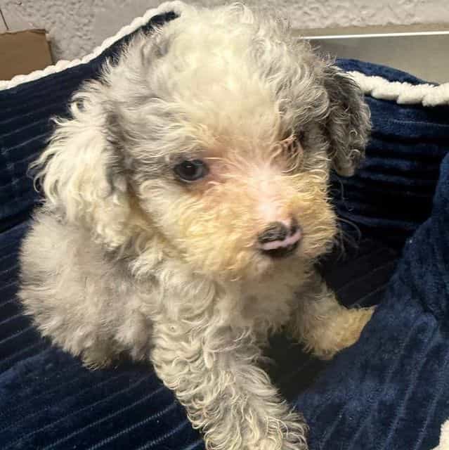 Lester - Aussiedoodle Male