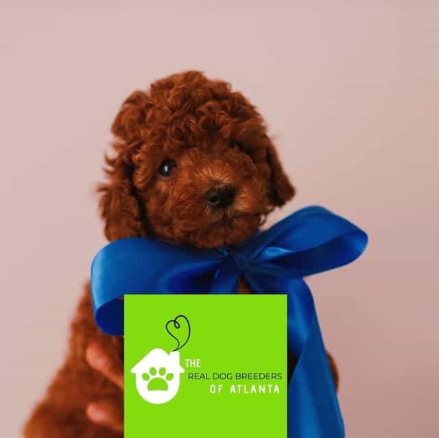 Rusty  - Toy Poodle Male