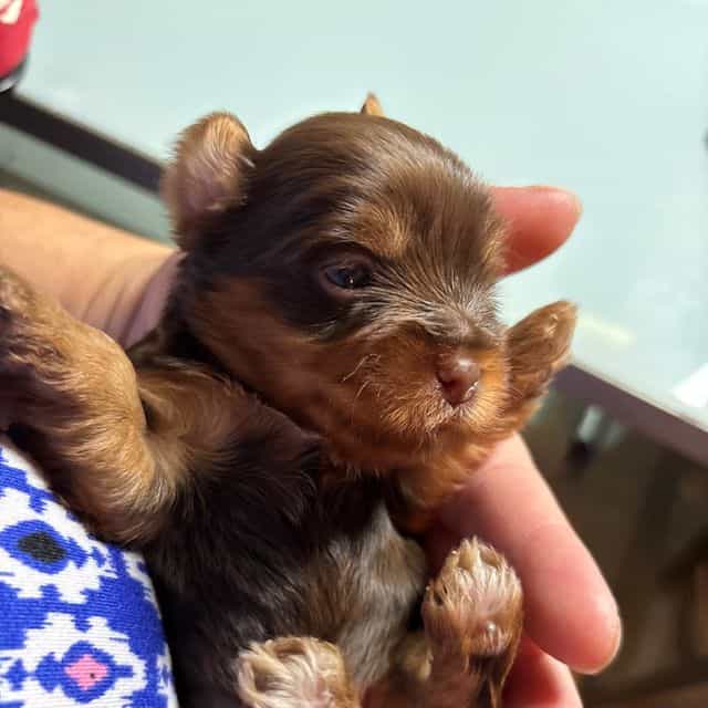 Chocolate Tradi - Yorkshire Terrier Male