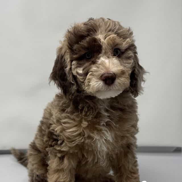 Violet - Labradoodle Female