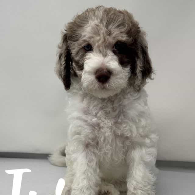 Iris - Labradoodle Female