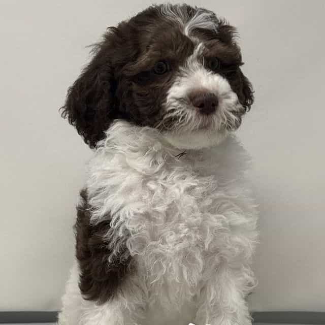 Clover - Labradoodle Female