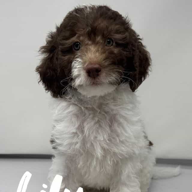 Lilly - Labradoodle Female