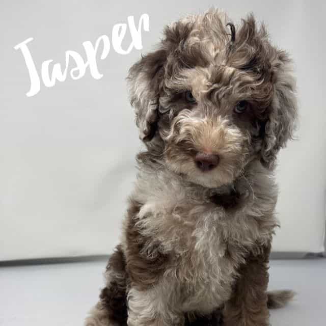 Jasper - Labradoodle Male