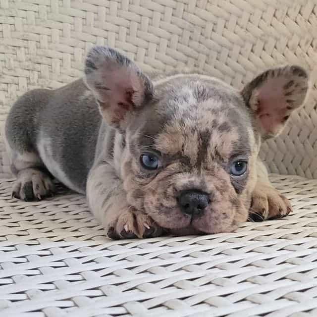 Bobby - French Bulldog Male