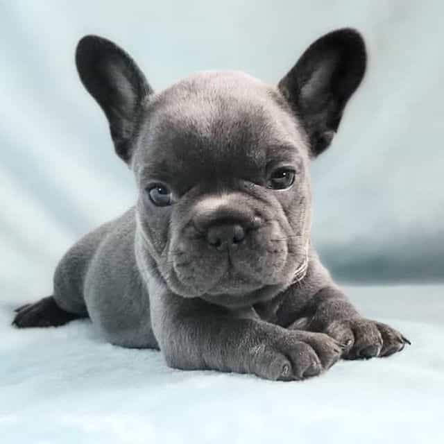 Gigi - French Bulldog Female