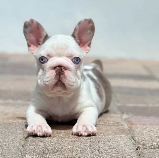 Bentley  - French Bulldog Male