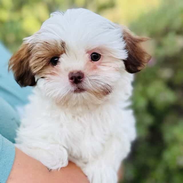 Daphne - Shih Tzu Female