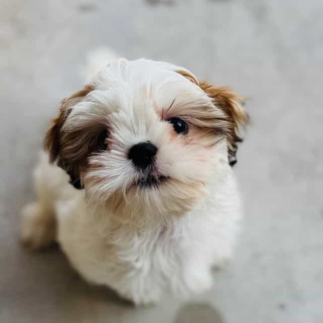 Bella - Shih Tzu Female