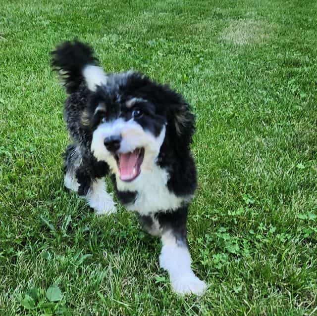 Smuge - Bernedoodle Male