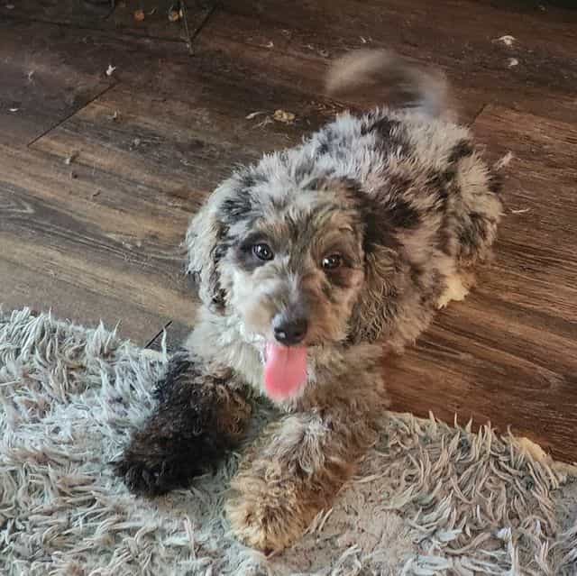 Mini f1b Pretze - Bernedoodle Female